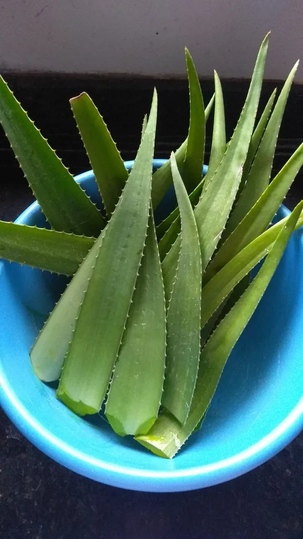 Hybrid_Mystic_Jade_Aloevera_Plant_(Pack_Of_1)