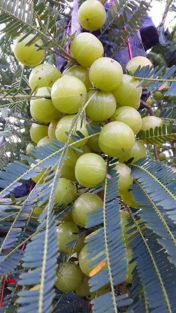 Green-Amla-Thai---Grafted-and-Hybrid-Plant_(Pack_Of_1)
