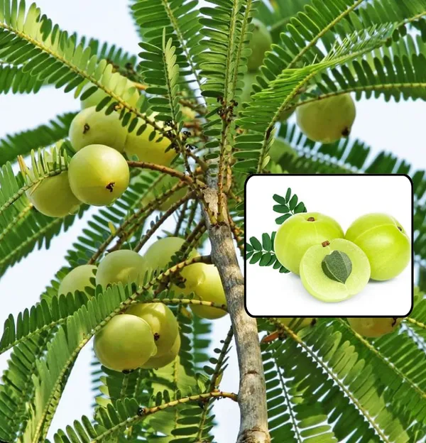 Green-Amla-Thai---Grafted-and-Hybrid-Plant_(Pack_Of_1)