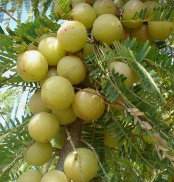Green-Amla-Thai---Grafted-and-Hybrid-Plant_(Pack_Of_1)