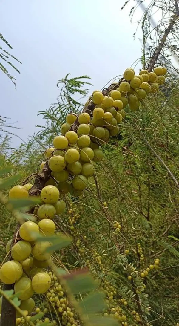 Green-Amla-Thai---Grafted-and-Hybrid-Plant_(Pack_Of_1)