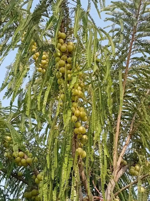 Green-Amla-Thai---Grafted-and-Hybrid-Plant_(Pack_Of_1)