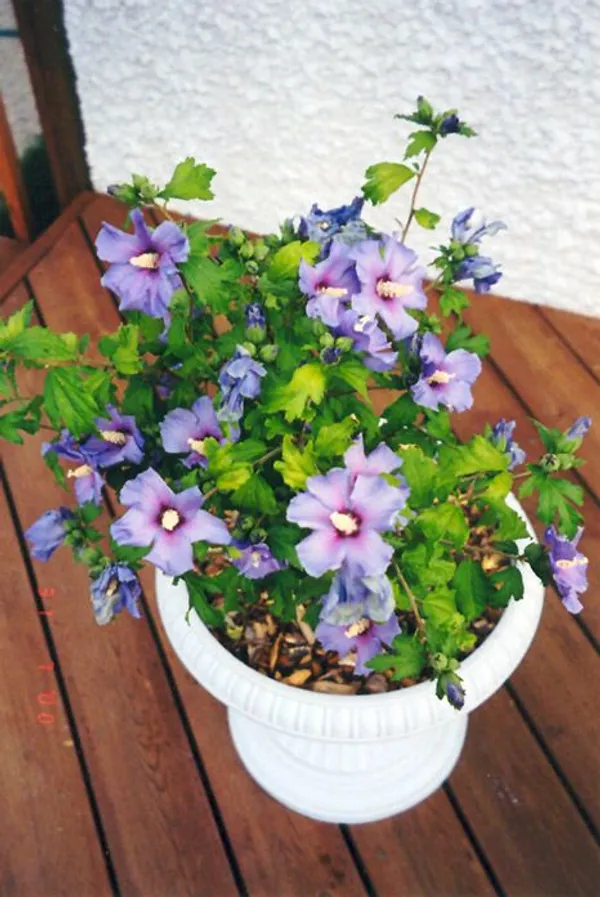 Hibiscus_(BlueBard)_Plant__(Pack_Of_1)