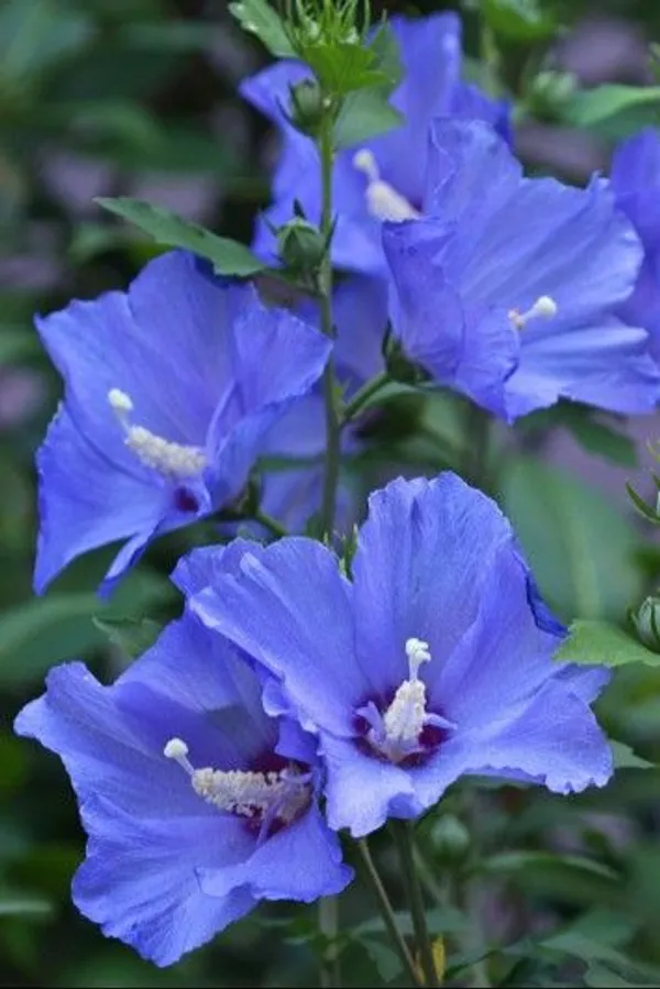 Hibiscus_(BlueBard)_Plant__(Pack_Of_1)