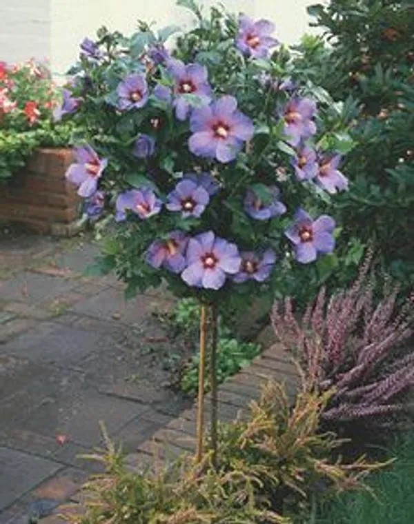 Hibiscus_(BlueBard)_Plant__(Pack_Of_1)