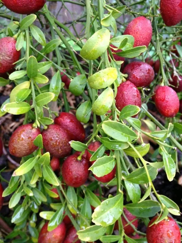 Hybrid_Australian-Red-Lime_Grafted_Plant_🍋🍋🍋_(Pack_Of_1)