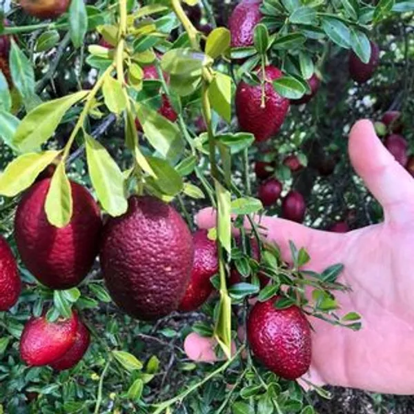 Hybrid_Australian-Red-Lime_Grafted_Plant_🍋🍋🍋_(Pack_Of_1)