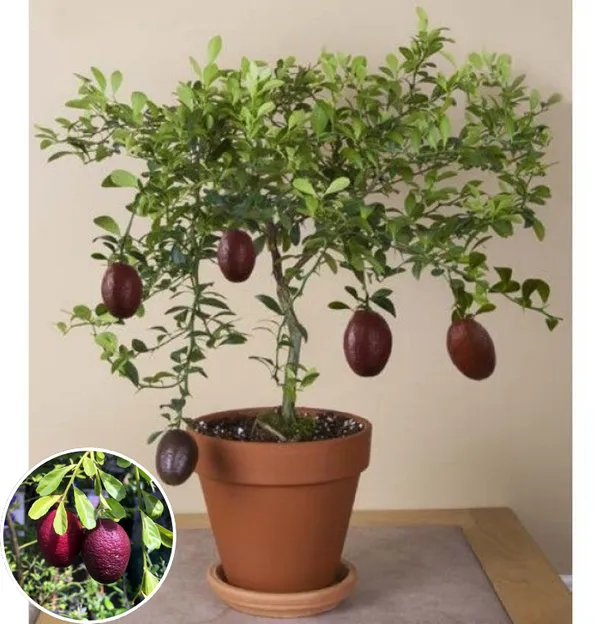 Hybrid_Australian-Red-Lime_Grafted_Plant_🍋🍋🍋_(Pack_Of_1)