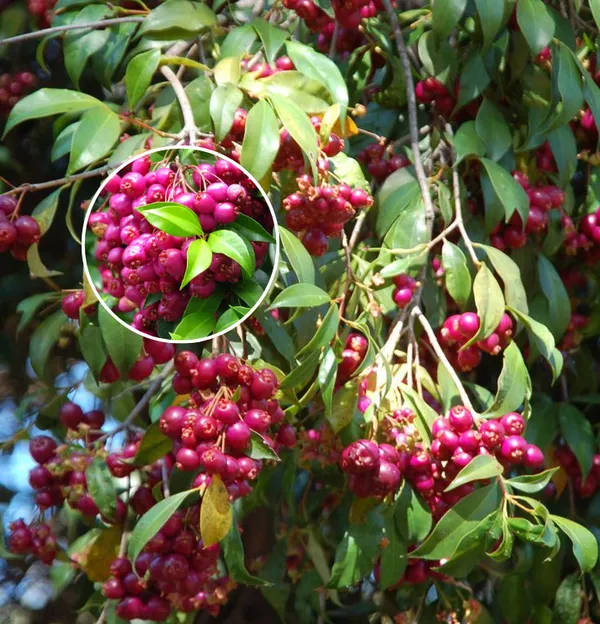Hybrid_Lilly-Pilly-Berry-Plant_(Pack_Of_1)