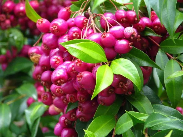 Hybrid_Lilly-Pilly-Berry-Plant_(Pack_Of_1)
