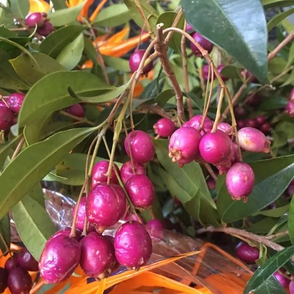 Hybrid_Lilly-Pilly-Berry-Plant_(Pack_Of_1)