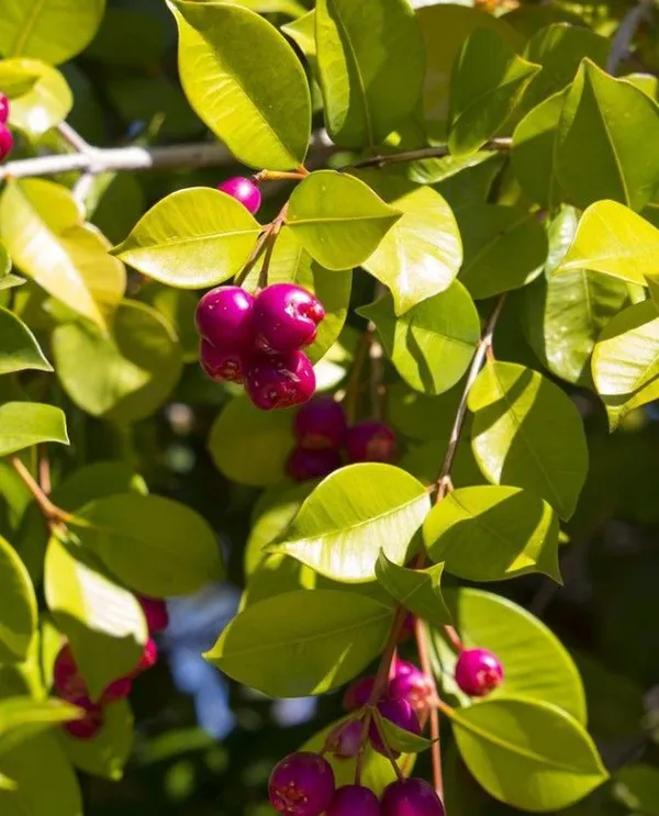 Hybrid_Lilly-Pilly-Berry-Plant_(Pack_Of_1)