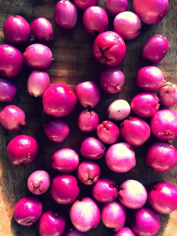 Hybrid_Lilly-Pilly-Berry-Plant_(Pack_Of_1)