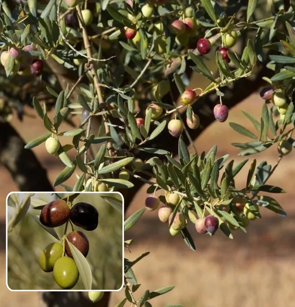 Hybrid_Pizza_Olive_Fruit_Plant__(Pack_Of_1)
