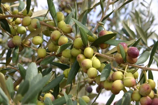Hybrid_Pizza_Olive_Fruit_Plant__(Pack_Of_1)
