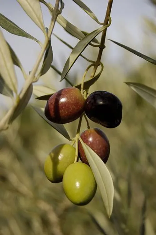 Hybrid_Pizza_Olive_Fruit_Plant__(Pack_Of_1)