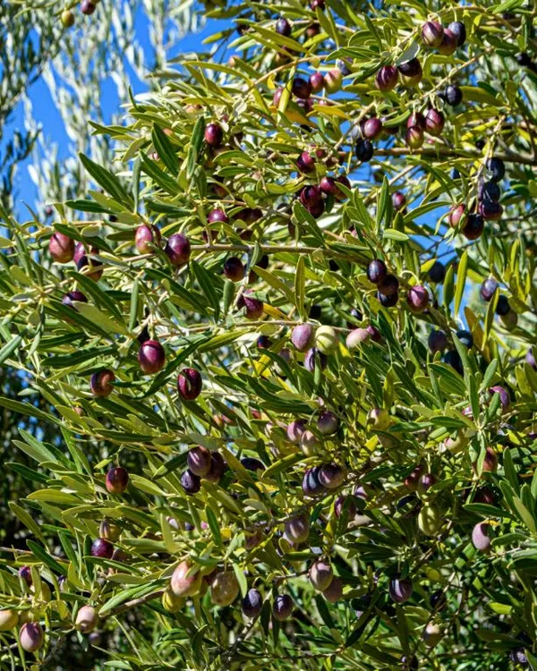 Hybrid_Pizza_Olive_Fruit_Plant__(Pack_Of_1)