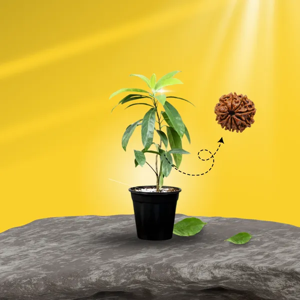 Hybrid_Rudrakhas_plant__(Pack_Of_1)