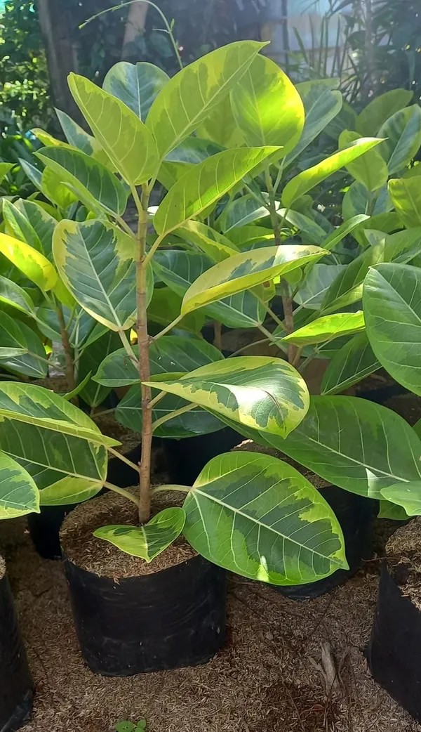 Jack_fruit-_Grafting_plant__(Pack_Of_1)