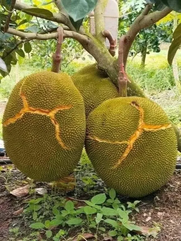 Jack_fruit-_Grafting_plant__(Pack_Of_1)