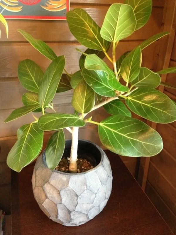 Jack_fruit-_Grafting_plant__(Pack_Of_1)