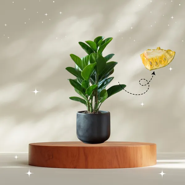 Jack_fruit-_Grafting_plant__(Pack_Of_1)