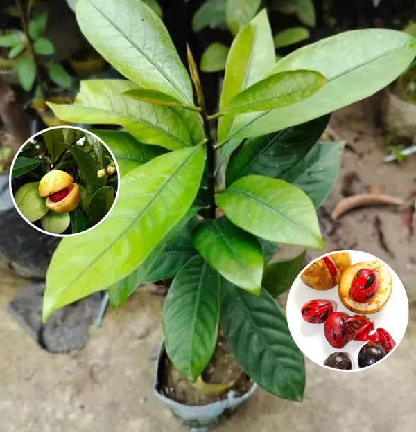 Jaifal-Seedling-Masala-Plant_(Pack_Of_1)