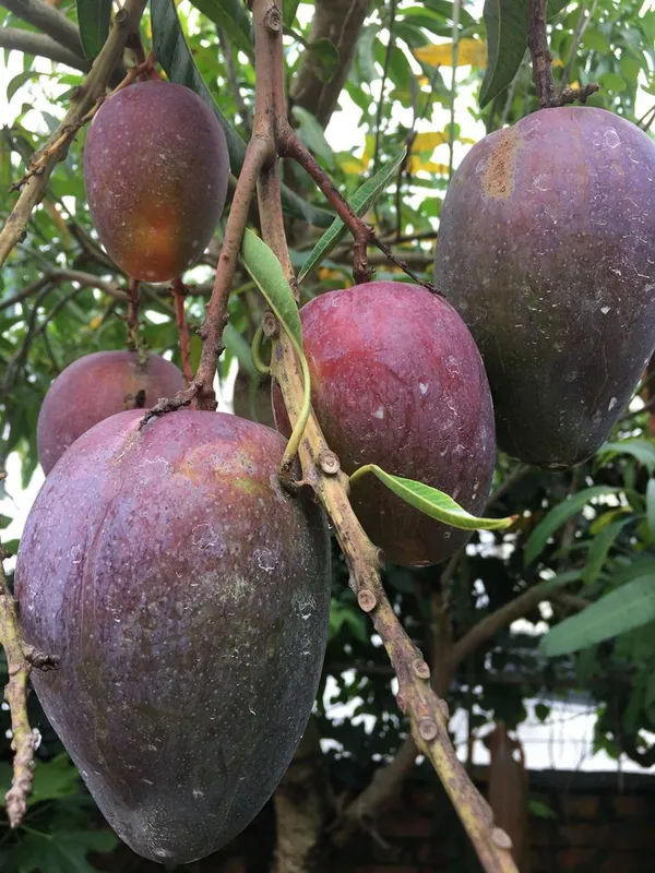 Kasturi-Black-Mango_Plant_(Pack_Of_1)