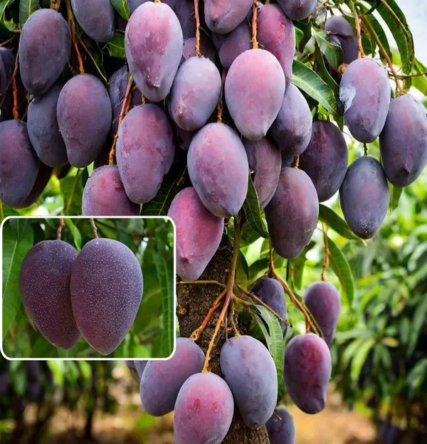 Kasturi-Black-Mango_Plant_(Pack_Of_1)