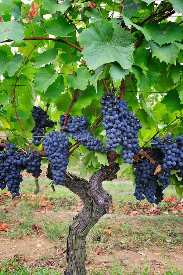 Midnight_Jewel_Black_Grapes_Plant_(Pack_Of_1)