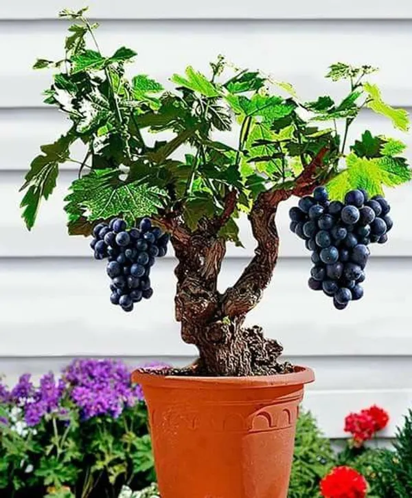 Midnight_Jewel_Black_Grapes_Plant_(Pack_Of_1)