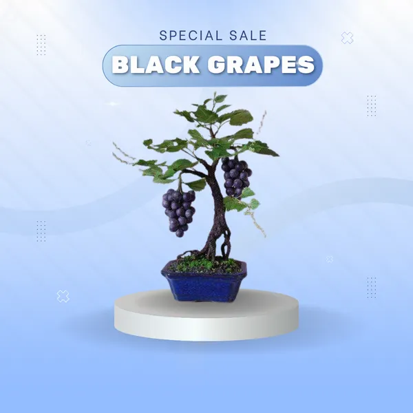 Midnight_Jewel_Black_Grapes_Plant_(Pack_Of_1)