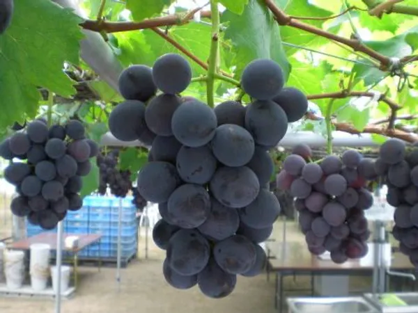 Midnight_Jewel_Black_Grapes_Plant_(Pack_Of_1)