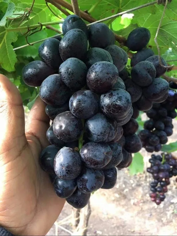 Midnight_Jewel_Black_Grapes_Plant_(Pack_Of_1)