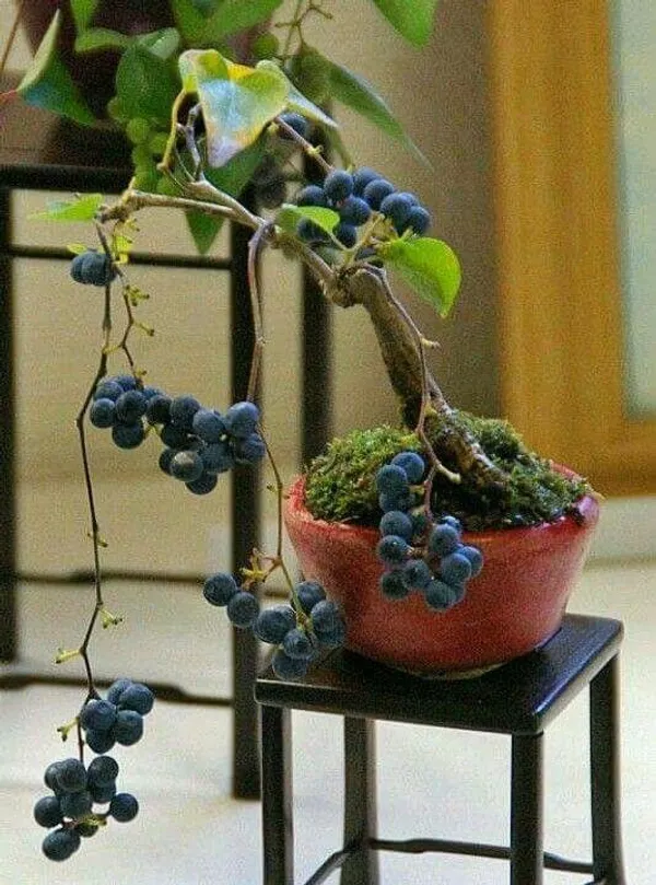 Midnight_Jewel_Black_Grapes_Plant_(Pack_Of_1)
