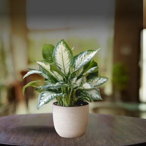 Mystic_Difanbichya_Plant_(Pack_Of_1)