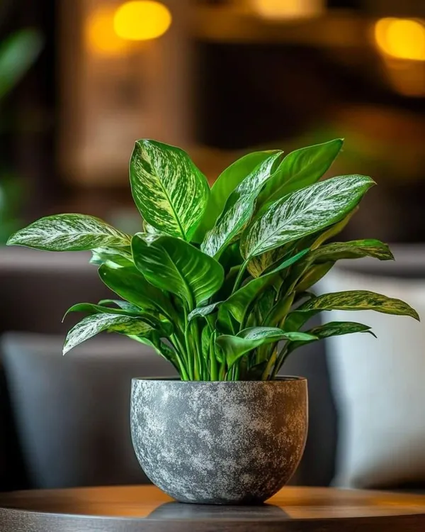 Mystic_Difanbichya_Plant_(Pack_Of_1)