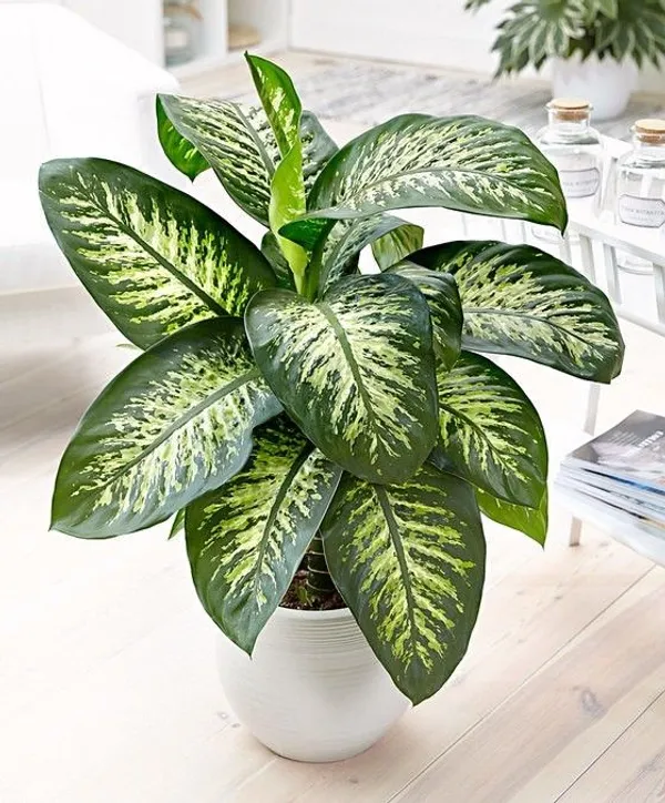 Mystic_Difanbichya_Plant_(Pack_Of_1)