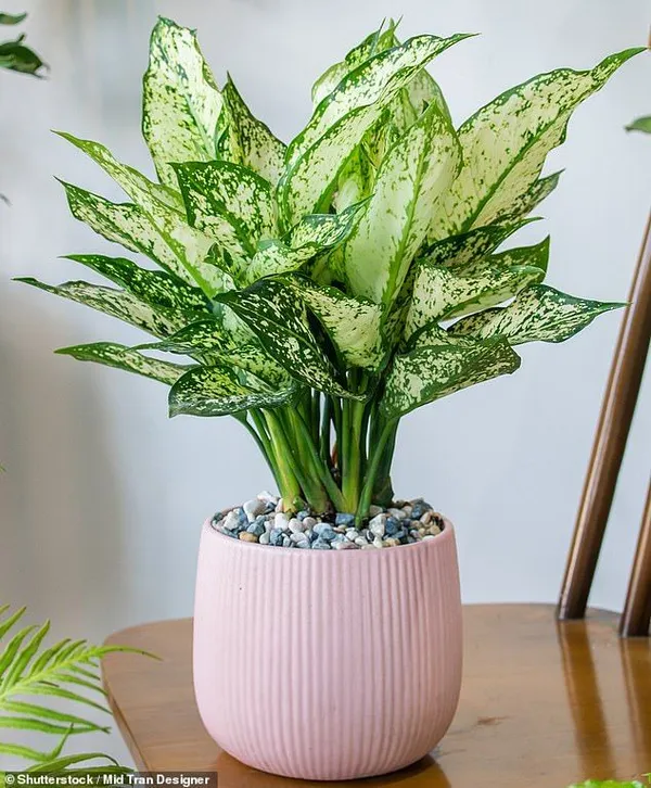 Mystic_Difanbichya_Plant_(Pack_Of_1)