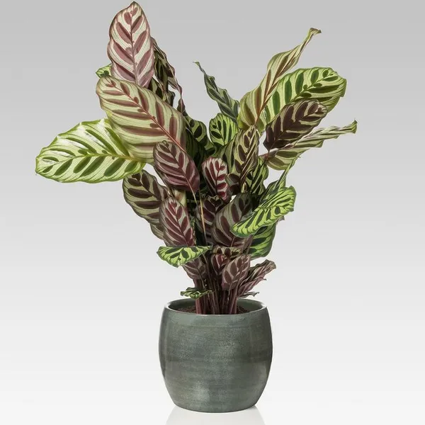 Mystic_Peacock_Plant_(Pack_Of_1)