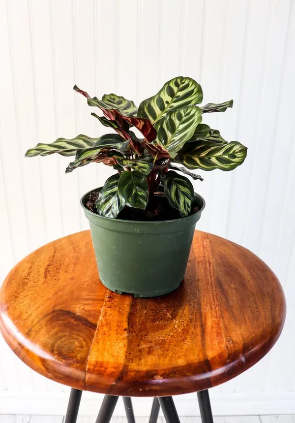 Mystic_Peacock_Plant_(Pack_Of_1)