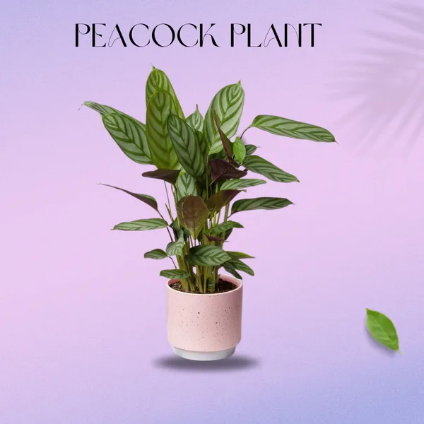 Mystic_Peacock_Plant_(Pack_Of_1)