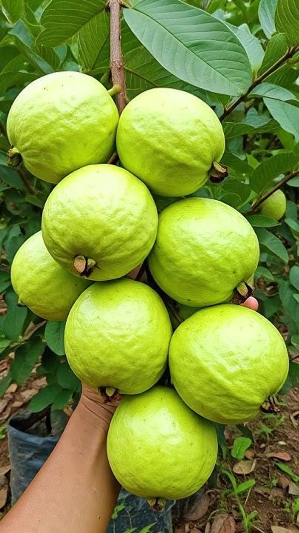 Pink_Guava_Plant_(Pack_Of_1)