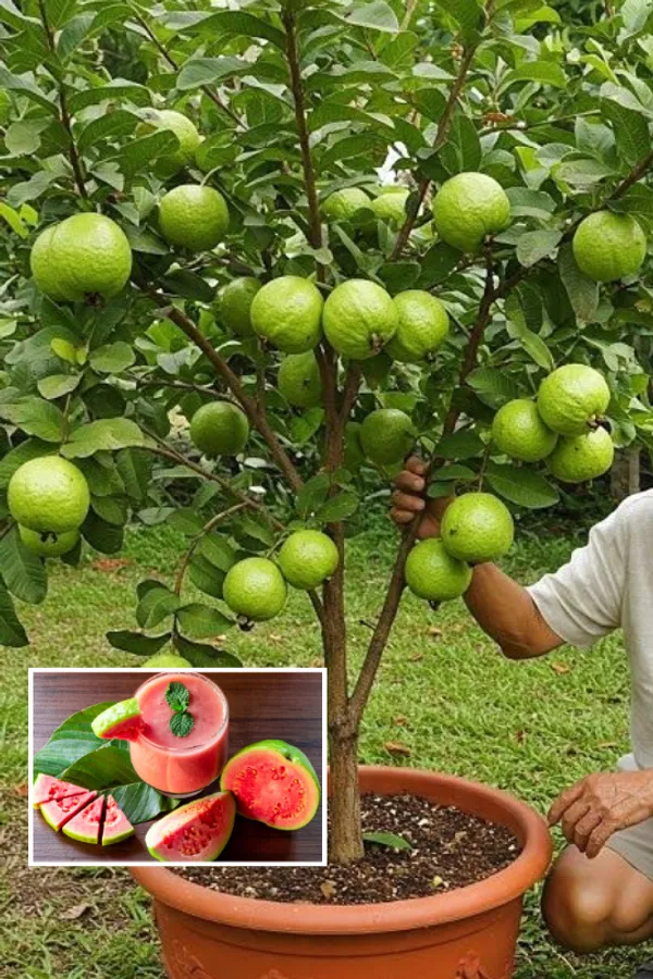 Pink_Guava_Plant_(Pack_Of_1)