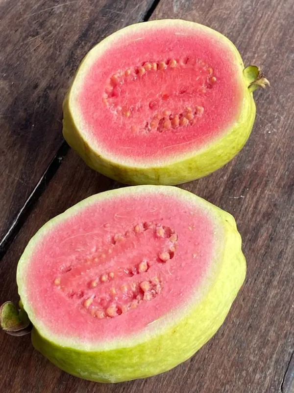 Pink_Guava_Plant_(Pack_Of_1)