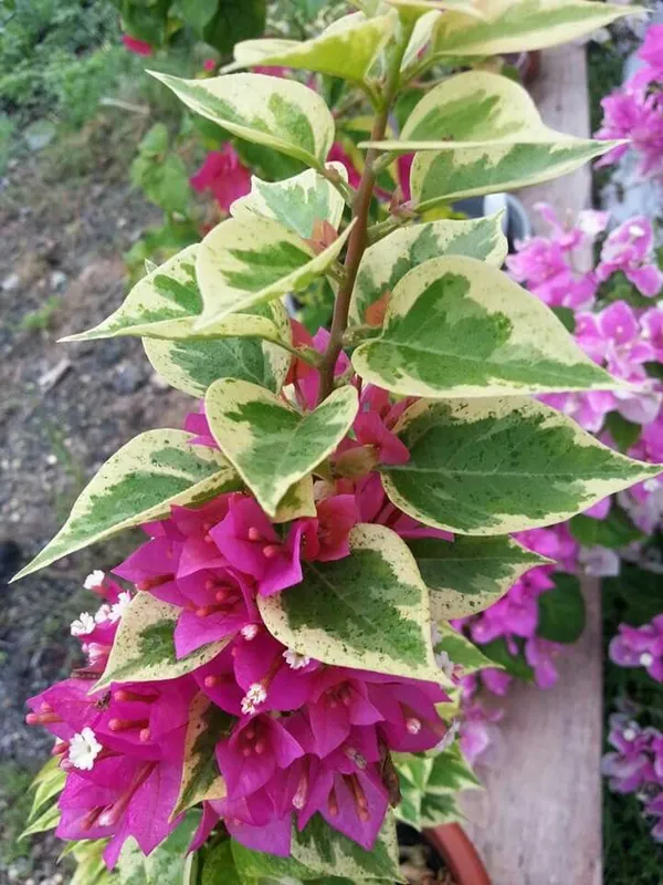 Rainbow_Variegated_Bougainvillea_(Pack_Of_1)