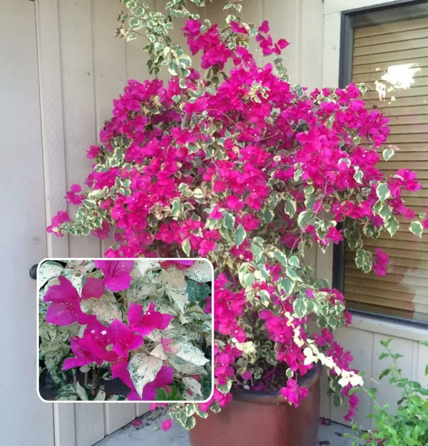 Rainbow_Variegated_Bougainvillea_(Pack_Of_1)