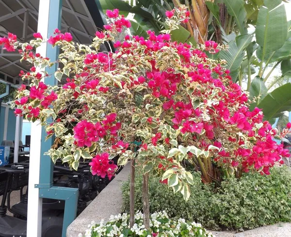 Rainbow_Variegated_Bougainvillea_(Pack_Of_1)