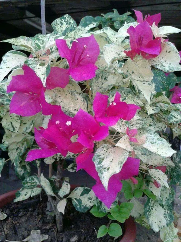 Rainbow_Variegated_Bougainvillea_(Pack_Of_1)