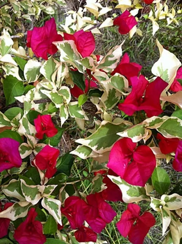 Rainbow_Variegated_Bougainvillea_(Pack_Of_1)